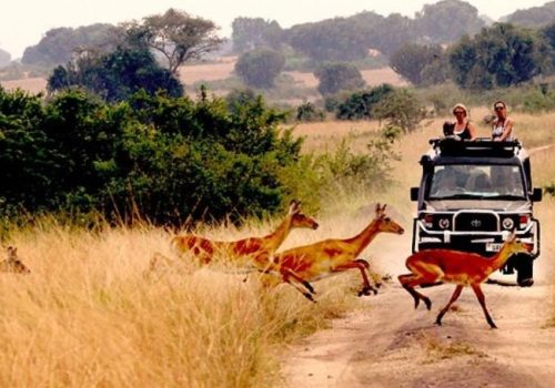 When-is-the-best-time-to-visit-Akagera-National-Park-2